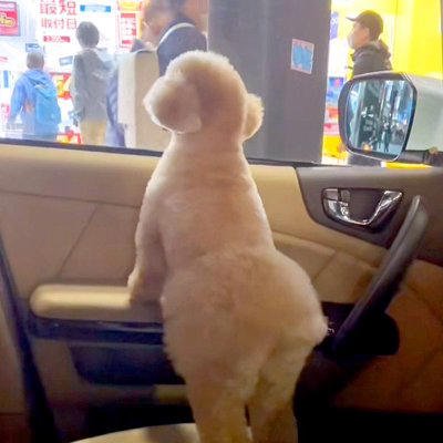 車に乗ってパパを迎えにきた犬&rarr;通りすぎる人を毎回「パパかどうか」確認して&hellip;尊すぎる「見つけた瞬間の光景」が20万再生「癒された」と絶賛