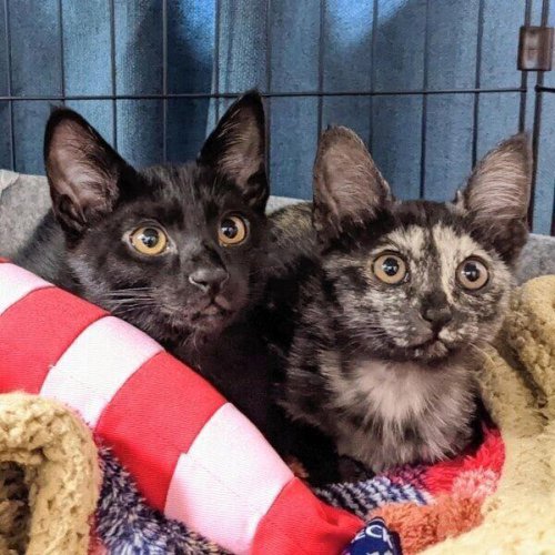 お迎え初日から&ldquo;警戒心ゼロ&rdquo;だった保護猫兄妹&rarr;4才の今、「前世が犬」と「姫様」の仲良しコンビに!