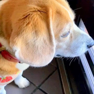 玄関で「大好きな配達員さん」を待つ犬&rarr;やっと会えた瞬間&hellip;嬉しさが伝わる「素敵な表情」に反響「笑顔が良すぎる」「でへへへってなってるｗ」