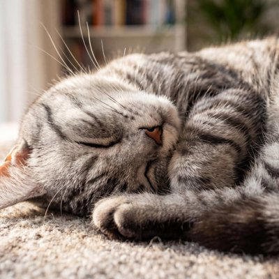 猫が「最高に幸せ」だと感じる4つの瞬間, 1.大好きな飼い主に撫でられているとき, 2.ご飯やおやつを食べているとき, 3.日当たりの良い場所でお昼寝しているとき, 4.お気に入りのおもちゃで遊んでいるとき, 猫が喜んでいるときのサイン, ゴロゴロと音を鳴らす, しっぽをピンと真っ直ぐ立てる, 目をゆっくり細める（まばたきする）, 足元に体をすり寄せてくる, 猫が満足している理由, まとめ, 猫が『最高に幸せ』だと感じる瞬間4つ 喜んでいるときのサインや満足している理由も