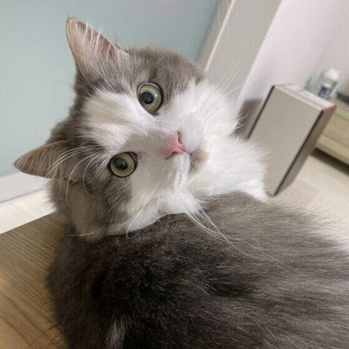 猫が飼い主さんのそばに来る理由は? なでてほしいから? 獣医師に聞いた!