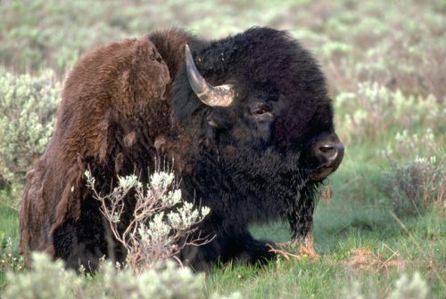 'It never ends well': DWR shares tips for keeping distance from bison at Antelope Island