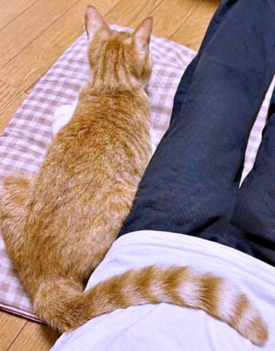 飼い主のお腹に尻尾をそっとポン&hellip;背中を向けた猫のさりげない甘え方!「しっぽで寄り添うのかわいい」「心許してる」