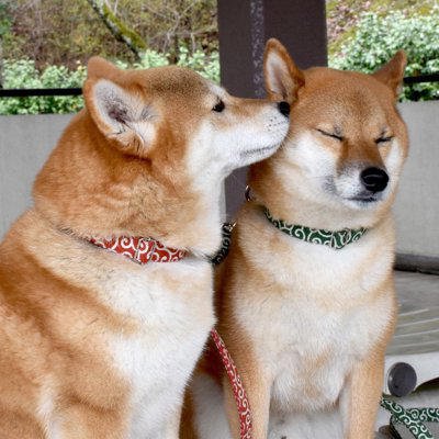 犬同士が見せる愛情表現とは？, 1.相手の犬の顔を舐める, 2.体を密着させる, 3.一緒に遊んだりじゃれ合ったりする, 犬同士が愛情表現しているときの注意点, 1.一方通行の愛情表現になっていないか注意する, 2.興奮しすぎに注意する, 3.なるべく邪魔をしない, まとめ, 犬同士がみせる『愛情表現』とは? 相性がいいワンコに対する態度や注意点まで解説