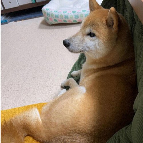犬が静かな場所を選んで寝るのはなぜ?物音の少ない場所で休む理由と気持ちを解説