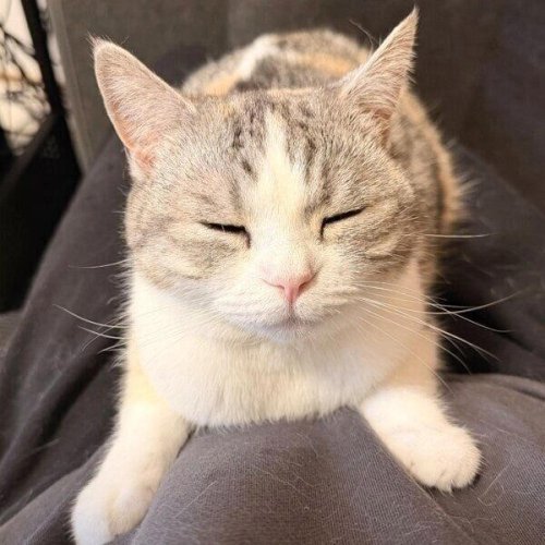 飼い主のお腹にぎゅっとしがみつくマンチカン 離れようとしない甘えん坊な姿にキュン!
