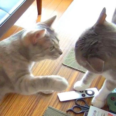 顔を合わせるたび、バトルが始まる２匹の猫&rarr;仲が悪いのかと思いきや&hellip;『ほほえましい様子』が23万再生「何回見ても面白い」「素晴らしい」