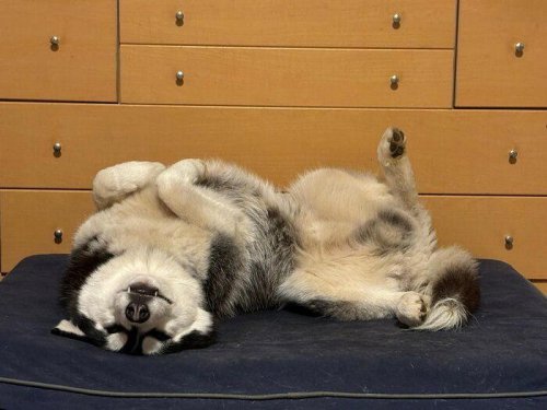 たくさん遊んでヘトヘトになったハスキー犬 &ldquo;ヘソ天&rdquo;をしながら飼い主を見つめる姿が幸せそう!