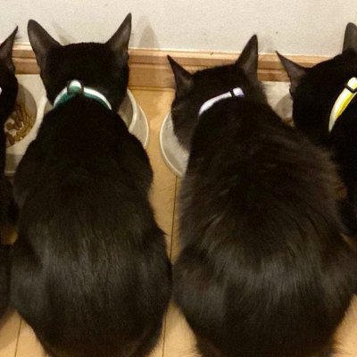 並んでごはんを食べる『そっくりな４匹の黒猫』&rarr;『しっぽの形』は驚くほど違っていて&hellip;「素敵すぎる」「みんな個性的で良い」と２万いいねの反響