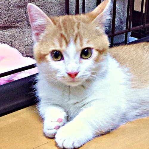「11年経つと貫禄が違います」子猫時代と現在のビフォーアフター姿に1.7万件超いいね 「どっちも違ってかわいい」「まんまるとしましたね」