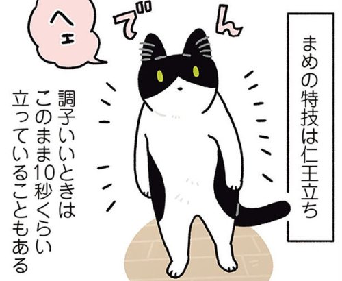 お手にハイタッチ、さらに仁王立ち?猫たちの得意ワザあれこれ