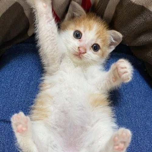 家の敷地内に迷い込んできた生後2カ月の子猫を保護&rarr;6才の今、おしゃべりで甘えん坊な&ldquo;ツンデレ猫&rdquo;に！