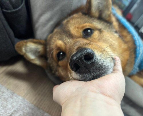遠慮がちだった保護犬が、少しずつ甘えん坊に 頭を&ldquo;スリーっ&rdquo;と寄せる姿が愛おしい