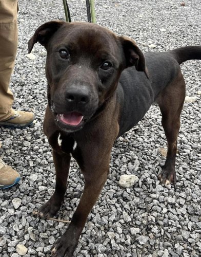 Adopt Choco: Northeast Ohio dog waits 3 years at shelter