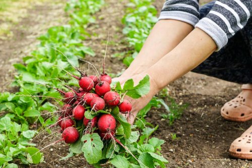 Top 6+ spring veggies you can grow from seed to harvest in under a month