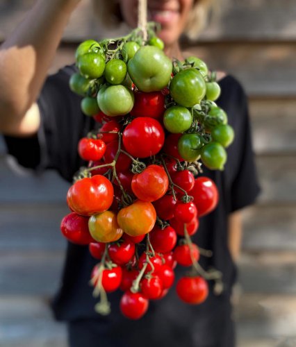 Discovering the tomato with a much longer shelf life