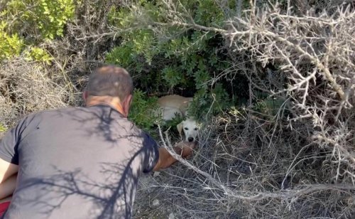 Rescuer finds dog who's 'only bones' under bushes &mdash; then realizes how beautiful she is