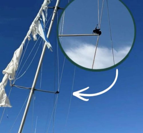 Couple spot black blob on sailboat ropes &mdash; and realize it's a wild animal in danger