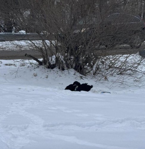 Woman runs to help 'shivering angels' cuddled together in snowbank