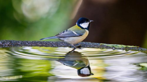 Ditch traditional bird baths for these creative alternatives