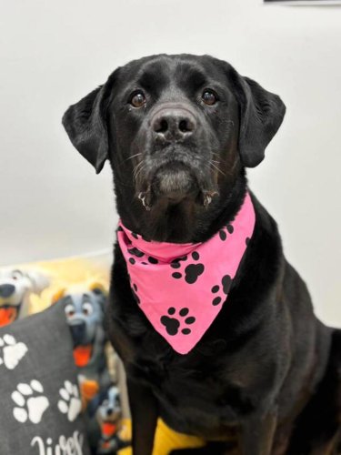Labrador desperate for affection returned to shelter for being 'too big'