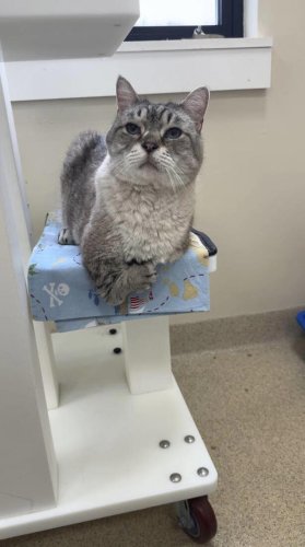Shelter cat with 'T-Rex arms' just wants love &mdash; then he meets someone who understands