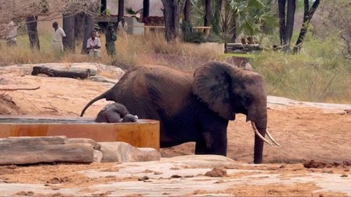 Rescuers risk everything to save 200-pound baby trapped in deadly waterhole