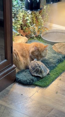 Little turtle meets an orange shelter kitten and races over to show him love