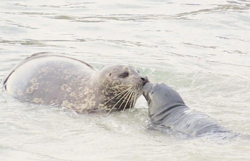 Pupping season begins for harbor seals in Pacific Grove