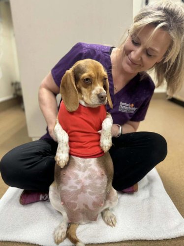 Vets x-ray pregnant shelter dog &mdash; and her puppies aren't what they expect