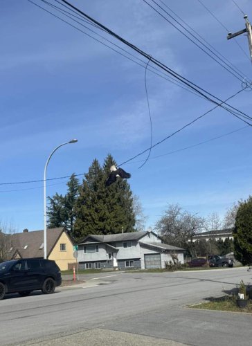 Man snaps photo of bald eagle with 2 heads &mdash; then learns what's really going on