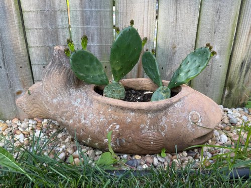 Small pots have a big impact! Grow native plants in containers