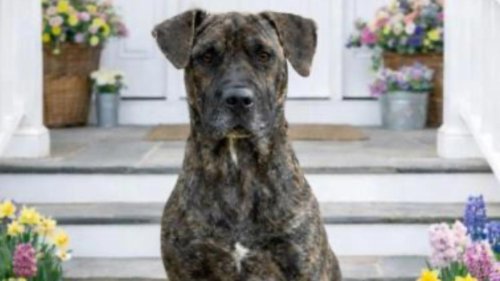 Read this note: Dog's arrival at a packed shelter stuns the staff