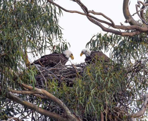 It's baby time for Lake Casitas eagles as at least one chick hatches