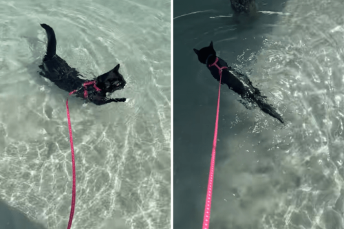 Owner takes cat on first beach trip, does something that surprises everyone