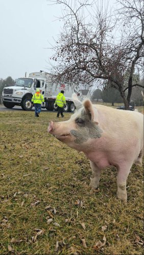 850-pound pig sprints across yard to greet his favorite recycling crew each week