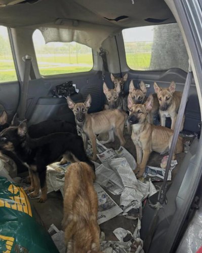 Rescuers open abandoned car and see 9 super skinny puppies staring at them