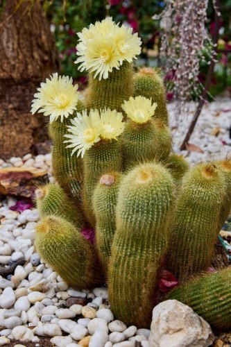 Top 13+ cacti that actually flower, and the winter trick that makes it happen