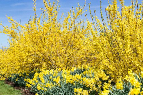 Top 6+ fast-growing hedges that&rsquo;ll give your yard privacy (and beauty) in no time