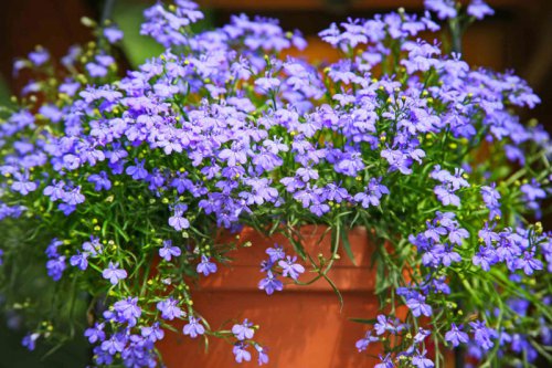 Top 15+ cascading flowers that thrive in containers
