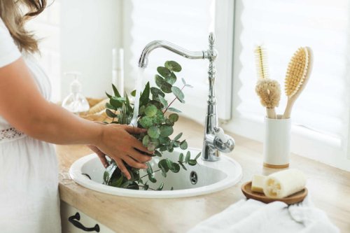 Top 14+ good luck plants that bring positive energy into your home