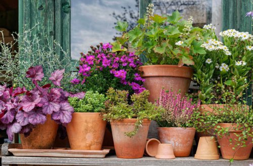Top 5+ perennials you should never grow in containers, according to garden experts