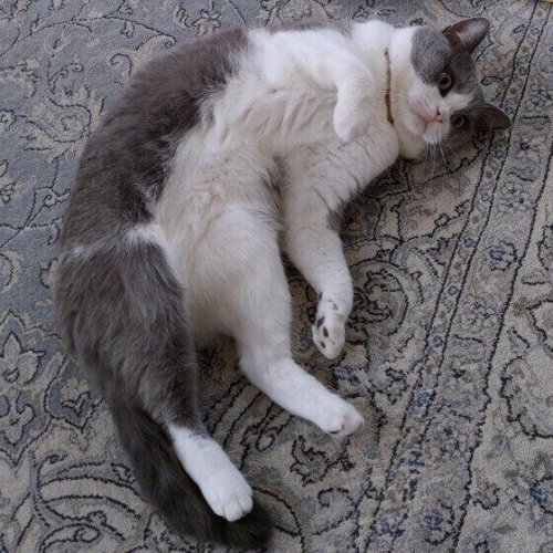 目の前で愛猫が突然「コテン」と倒れた! 原因は体調不良?