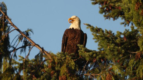 National parks where you're most likely to see a bald eagle
