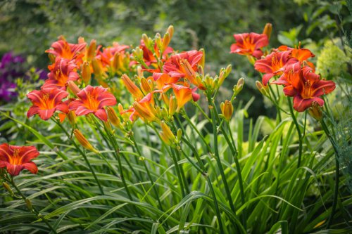Top 5+ fast-growing perennials you can plant in April for a colorful yard in no time