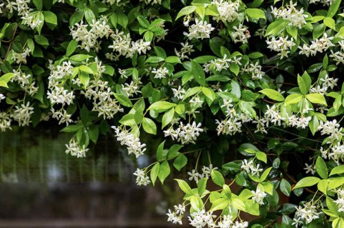 Top 6+ fast-growing flowering vines that quickly cover fences and trellises