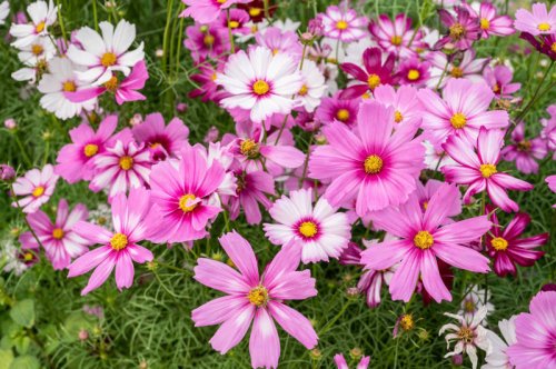 Top 7+ fast-growing pink flowers that quickly brighten any yard