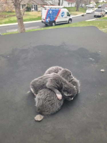 Tiny cries lead woman to a pile of newborn kittens on the roof of her car