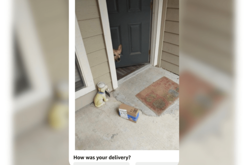 Dog owner realizes they left door open&mdash;then comes unexpected delivery photo