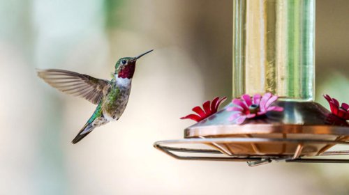 Why wrapping used aluminum foil around hummingbird feeders is a smart idea